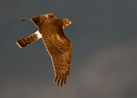 Hawk With White Rump Patch Free Download Programs Managersick