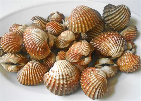 Mulai asam manis, saus padang, sampai saus telur asin. Cara Memasak Kerang dengan Mudah, Praktis, dan Enak