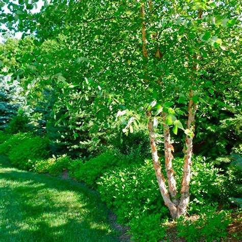 10 Fast Growing Trees To Fill Out Your Landscape In 2020 Fast Growing