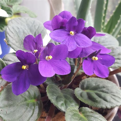 Live Blue African Violet Plant For Terrarium Indoor Fairy Garden Not