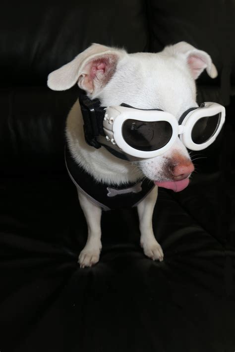 Free Images White Puppy Cute Pet Fun Sunglasses Vertebrate