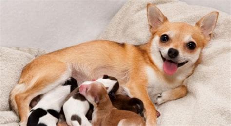 Mascotas Cómo Confirmar Si Tu Perrita Está Preñada El Popular