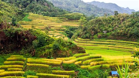 The Rice Terraces Of The Philippines