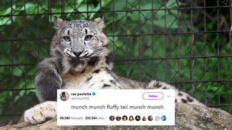 This Viral Thread Of Snow Leopards Biting Their Tails Is So Floofy You