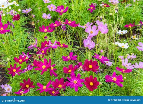 Cosmos Flower In The Garden Stock Photo Image Of Thailand White