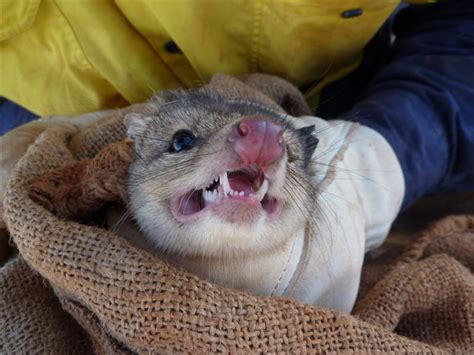 Wa Zoologist Angry Northern Quolls
