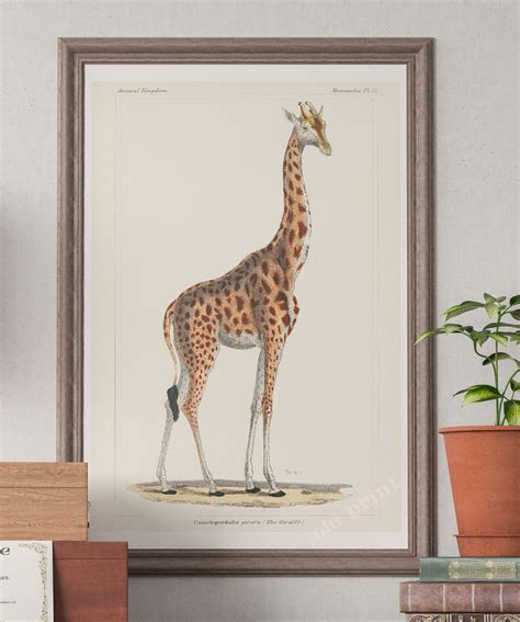 The Giraffe 1837 By Georges Cuvier Vintage Print Retro Etsy