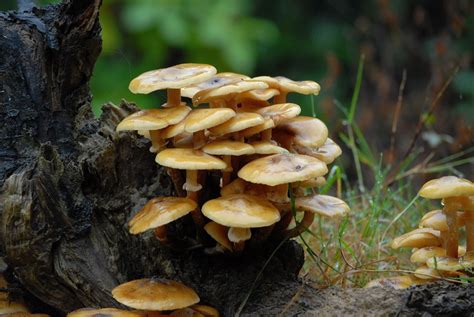 Nature Cameos Some Common British Fungi