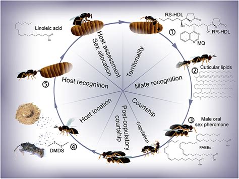 Frontiers Chemical Ecology Of The Parasitoid Wasp Genus Nasonia