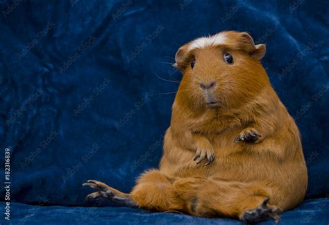 Funny Guinea Pig Sitting In A Funny Pose On The Dark Blue Background