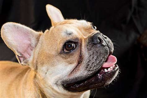 French Bulldog Smile Can They Smile And How To Tell Photos
