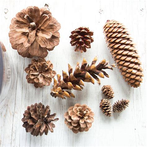 Assorted Pine Cones 100 Bulk Natural Untreated Sanitized Etsy Canada