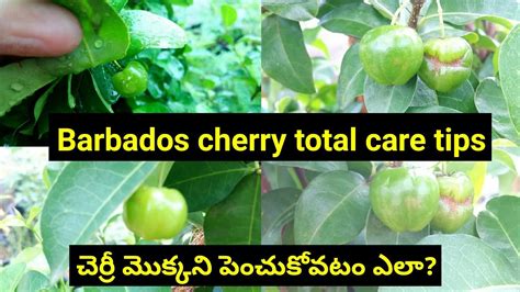 How To Grow Barbados Cherry Plant At Home Care Tips For Barbados