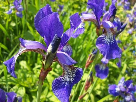 Free photo: Blue Iris - Bloom, Blooming, Blue - Free Download - Jooinn