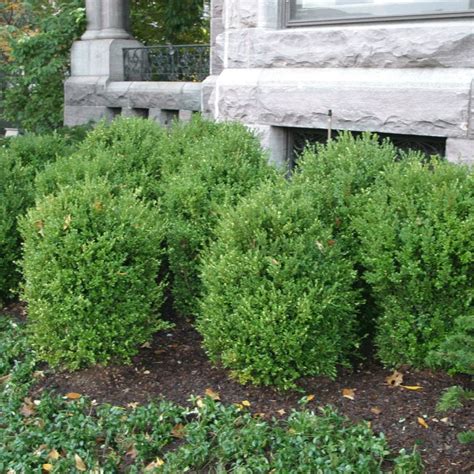 Buxus Green Velvet Boxwood For Sale