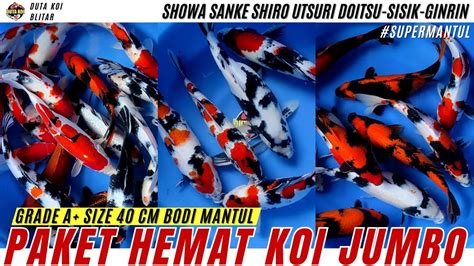 SUPER MANTUL PAKET HEMAT KOI JUMBO GRADE A BODI GEMOY GEMOY