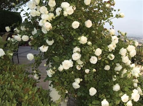 The White Eden Rose Star Roses And Plants Eden Rose White Eden Rose