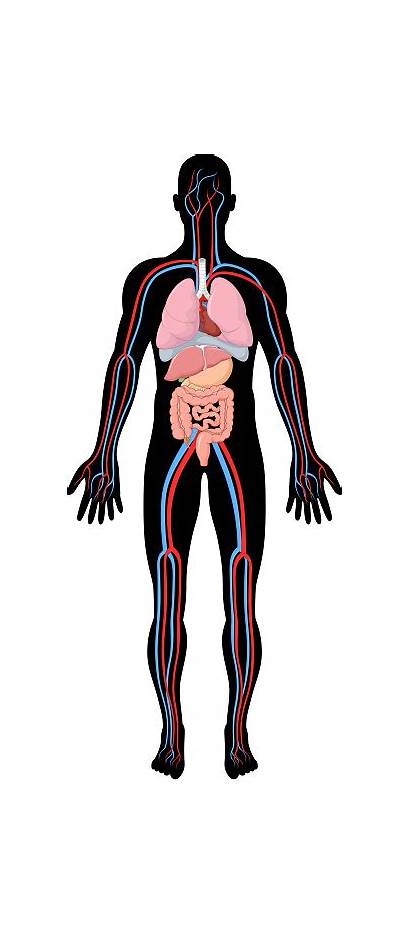 Human Anatomy Body Cartoon Illustration Vector Homeostasis