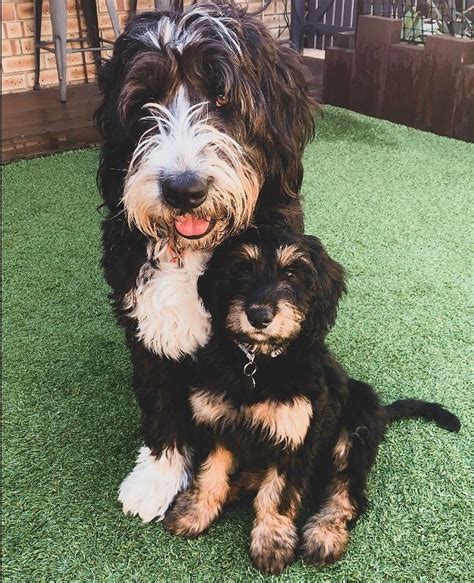 Bernedoodle puppy | Bernedoodle puppy, Bernedoodle ...