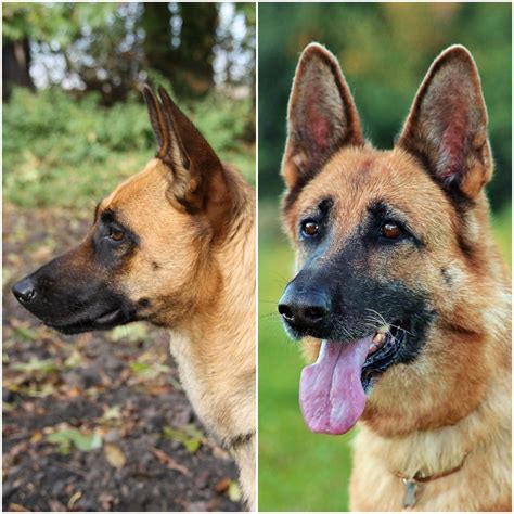 Belgian Malinois Vs German Shepherds Whats The Difference The Dog