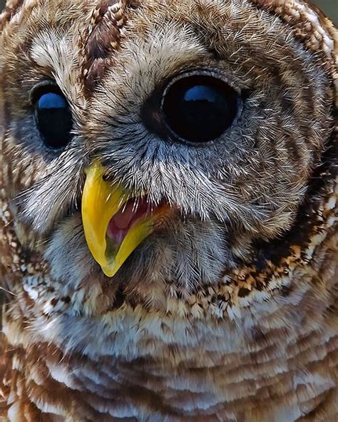 My What Big Eyes You Have Owl Beautiful Owl Owl Bird