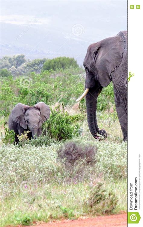 Mother And Baby Elephant Meeting In The African Bush Stock