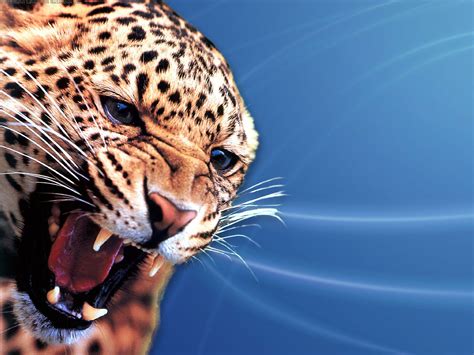 Nature Animals Leopards Wallpapers Hd Desktop And Mobile Backgrounds