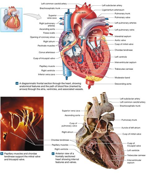 pin on anatomy and physiology