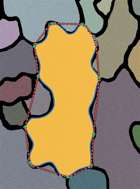 Maintain and determine cell shape. LobeFinder technology quantifies changes in shape-shifting ...