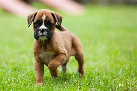All About The Beagle Boxer Mix Boggle Facts And Information