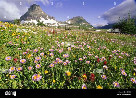 Die Usa Montana Glacier National Park Logan Pass Blumenwiese