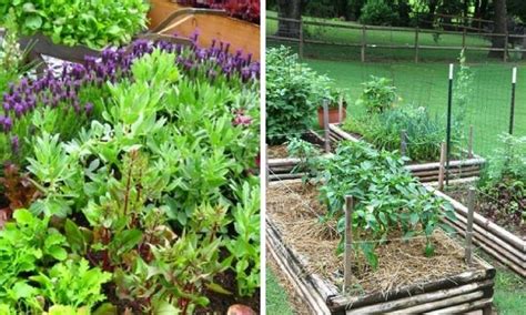 10 Tips To Starting A Vegetable Garden For Beginners