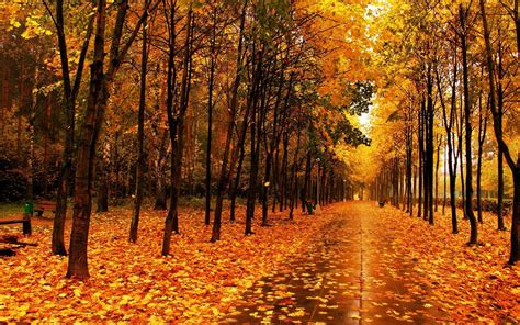 林中金色秋天落叶唯美风景桌面壁纸 壁纸图片大全