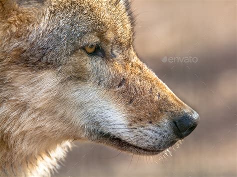 Snout Portrait Of A Grey Wolf Stock Photo By Creativenaturenl Photodune
