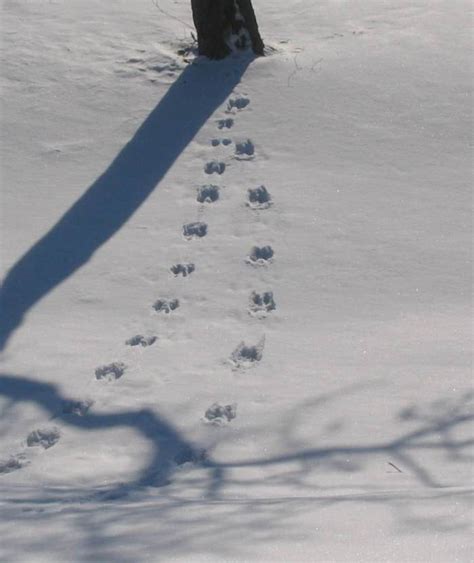 Collection 99 Pictures Squirrel Tracks In Snow Photos Full Hd 2k 4k