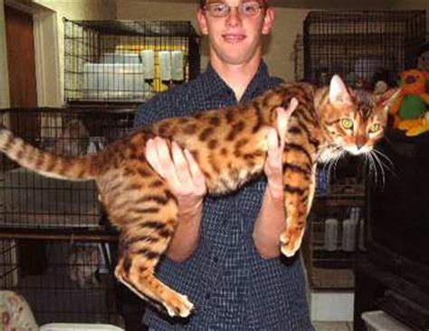 Big cat rescue home tour: Bengal cat up for adoption - Democratic Underground
