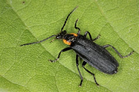 Minnesota Seasons Wrinkled Soldier Beetle