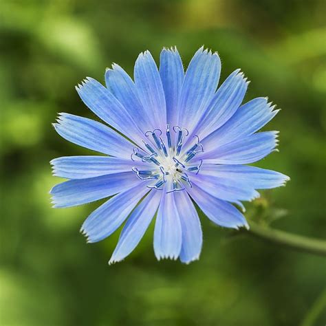 The flower for august is the poppy. Chicory Seeds