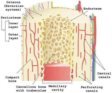 Spongy (cancellous) bone is lighter and less dense than compact bone. Structure and Function of the Haversian System Explained ...