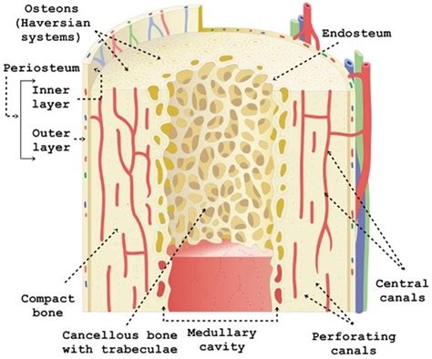 The diaphysis is the hollow, tubular shaft the two layers of compact bone and the interior spongy bone work together to protect the internal organs. Structure and Function of the Haversian System Explained ...