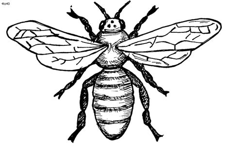 Bee Coloring Page Kids Portal For Parents