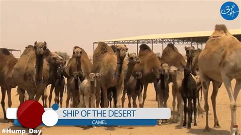 This World Camel Day Lets Pledge To Save The Camels Lets Buy Camel