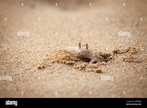 A Crab Digging In The Sand On The Beach Stock Photo Alamy