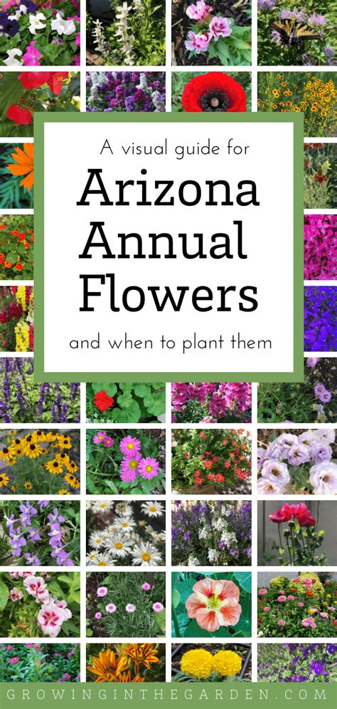 Arizona Annual Flowers A Visual Guide For Low Desert Flowers Flower