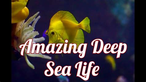 The Ocean Life Amazing Deep Sea Life Youtube