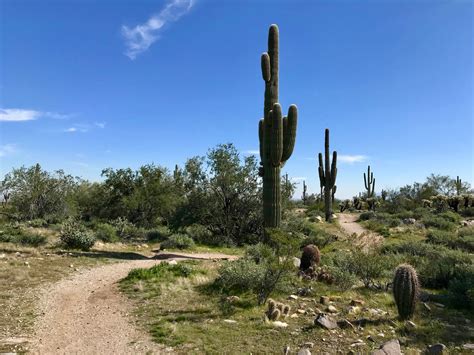 Spikes protect cacti from animals wishing to use stored water. Margy Meanders: Snowbird RV Adventure Part 2: Desert ...