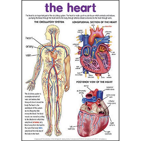 The Heart Poster Smart Learn Educational Resources
