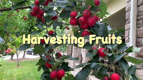 Harvesting Fruits From The Backyard Youtube