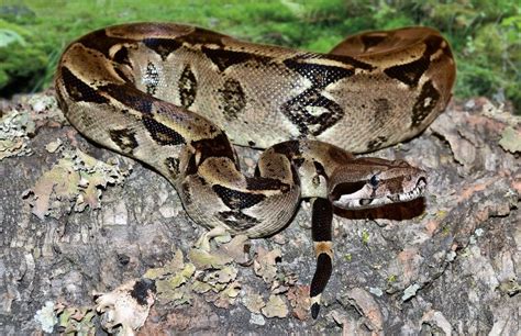 Boa Constrictor Características Reproducción Comportamiento Serpiente