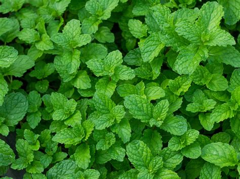 Grow These Edible Herbs That Keep Weeds Away | Sunset